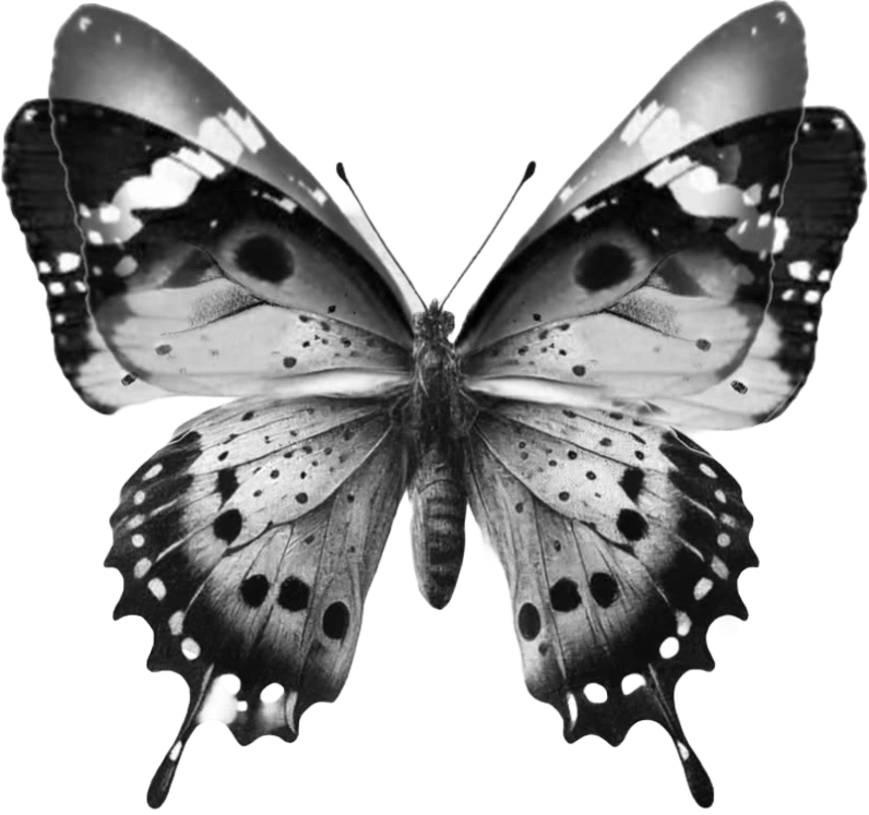 Decorative butterfly illustration