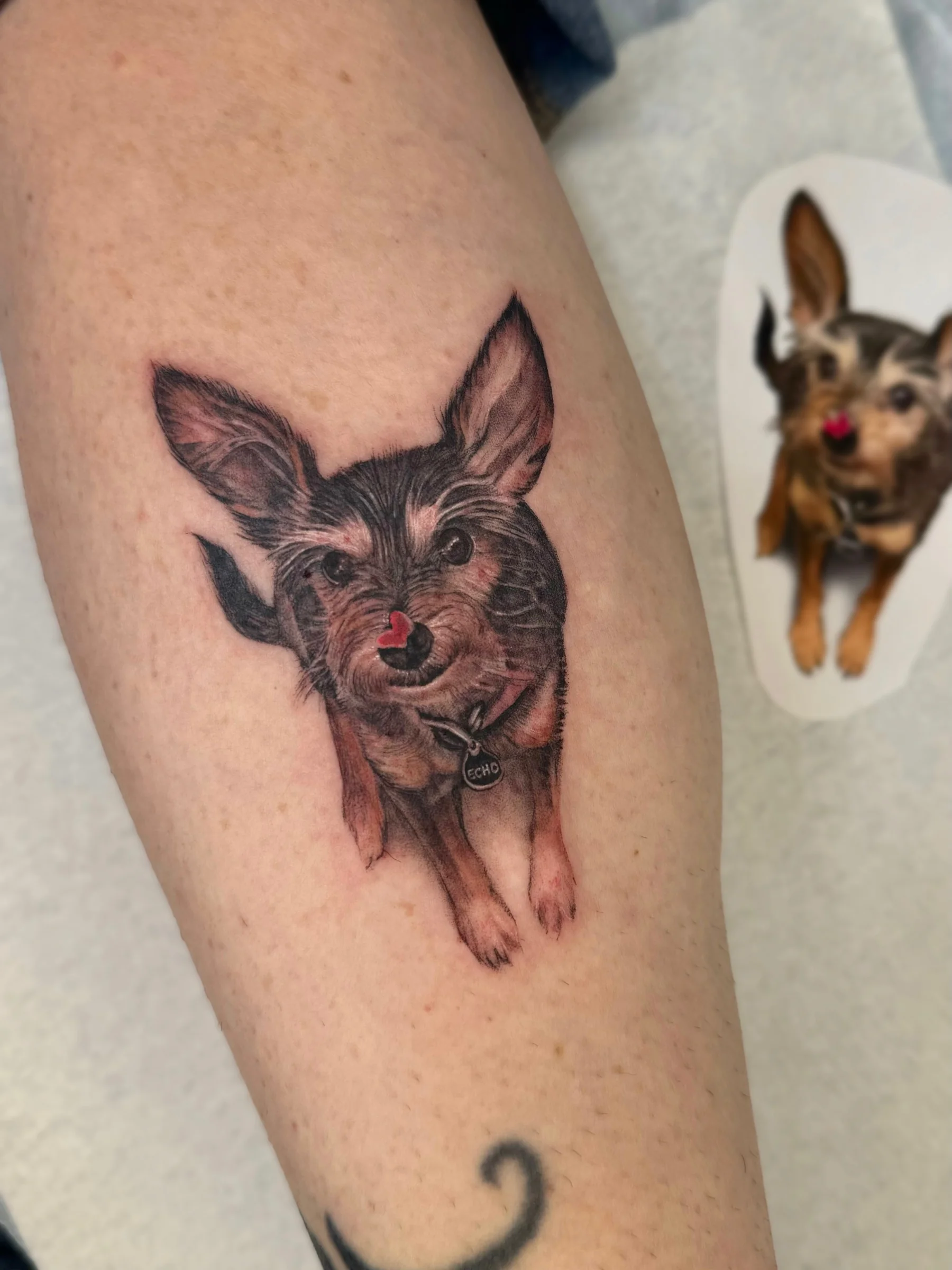 Chihuahua portrait tattoo next to its sticker reference
