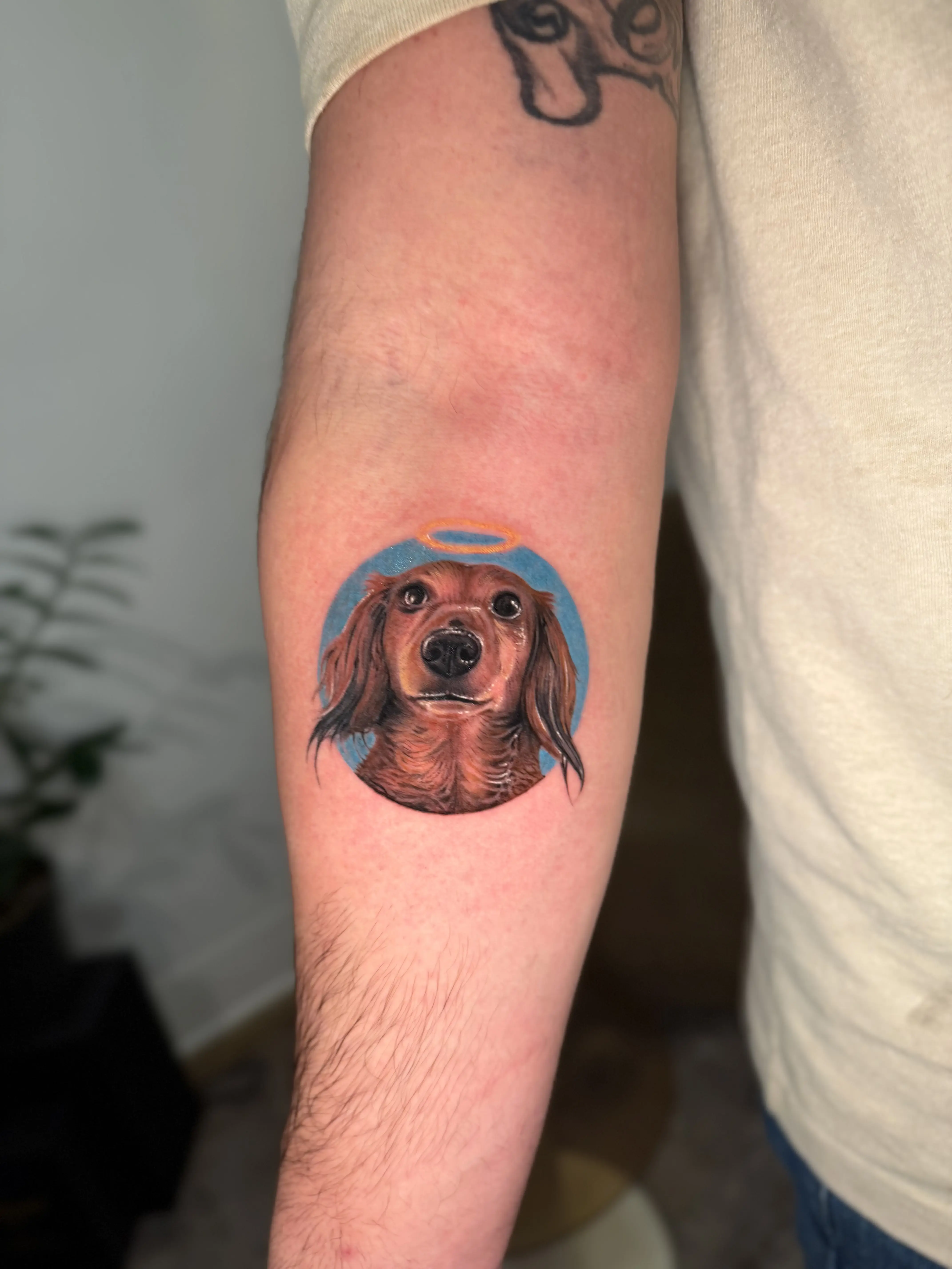Dachshund portrait tattoo with a halo on a forearm