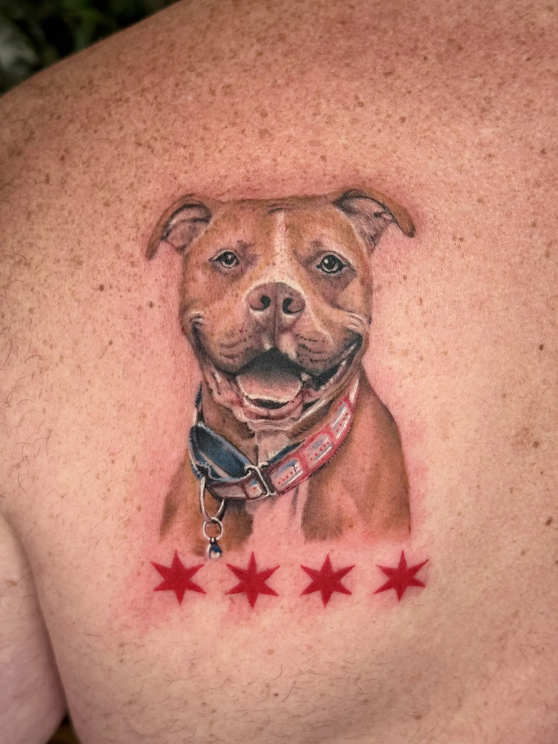 Pit bull portrait with the four red Chicago stars