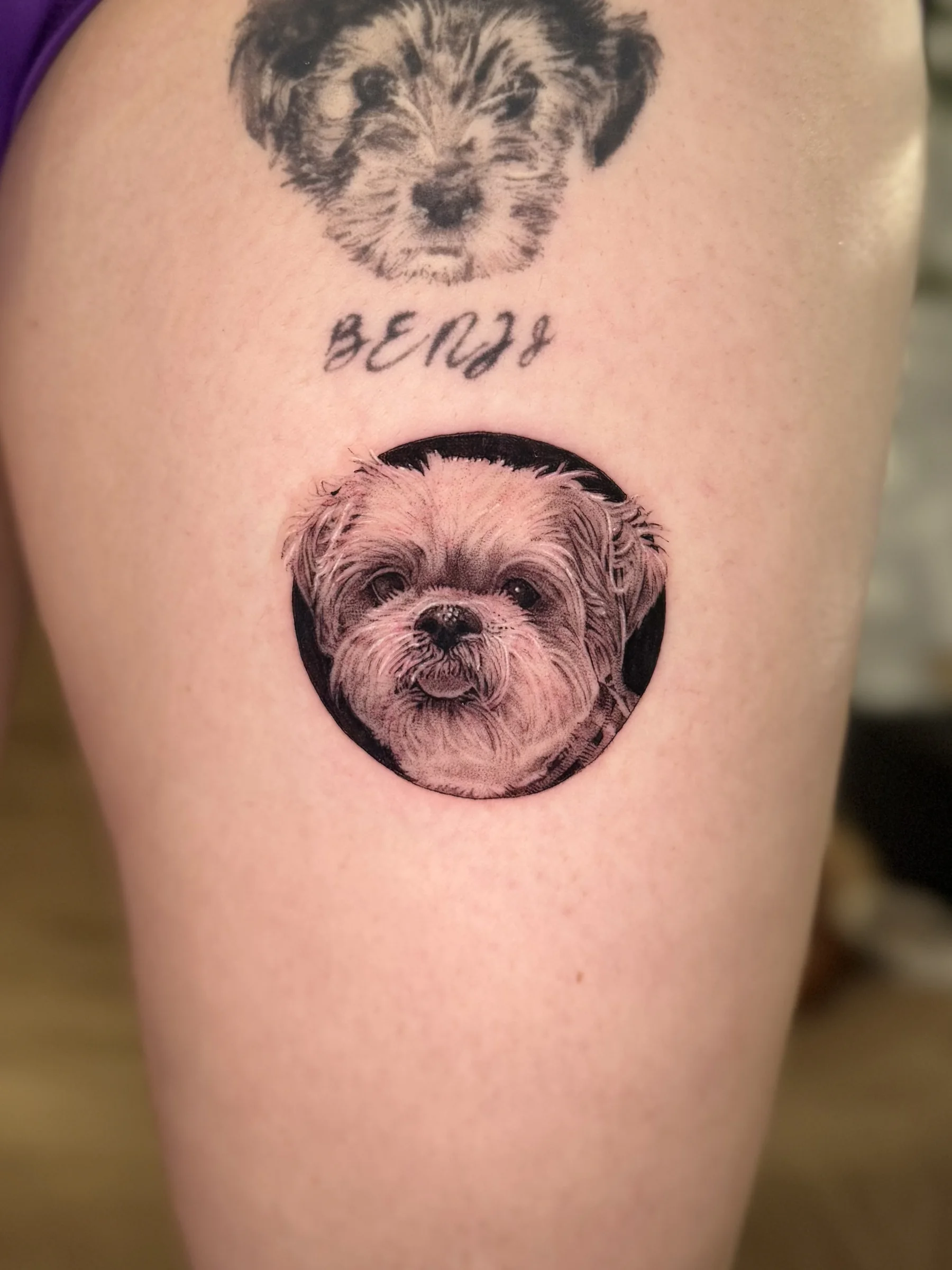 Shih tzu portrait in a circle with the name Benji